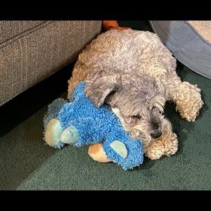 Meet your Posher, Sandy